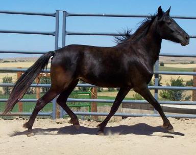 Берберийская порода