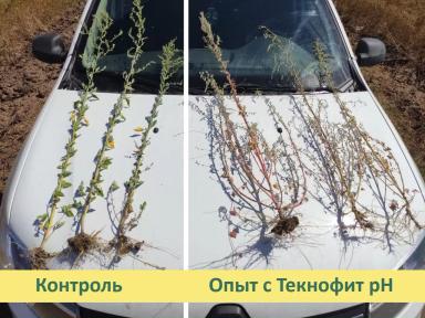 КАК ПОВЫСИТЬ ЭФФЕКТИВНОСТЬ ГЕРБИЦИДНЫХ ОБРАБОТОК?