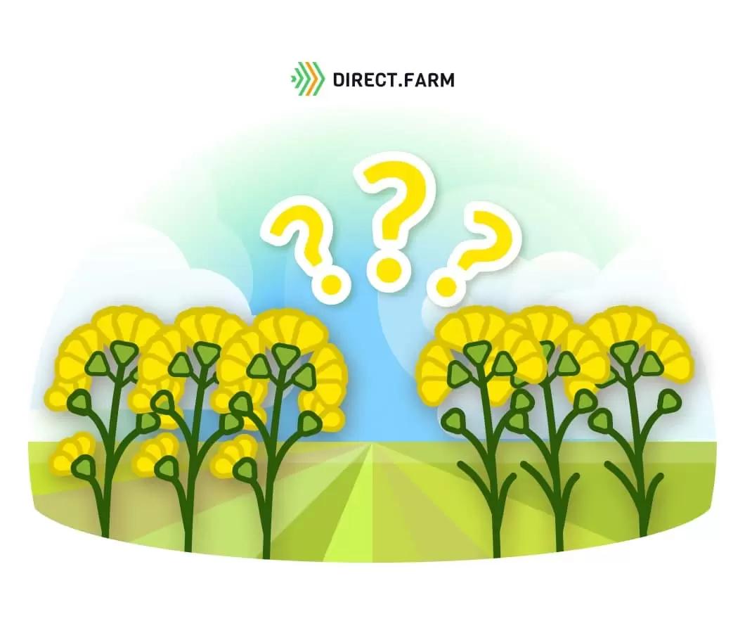 Что лучше: сорт или гибрид?