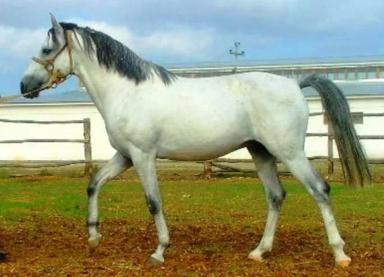 Делибозская порода лошадей (делибоз)