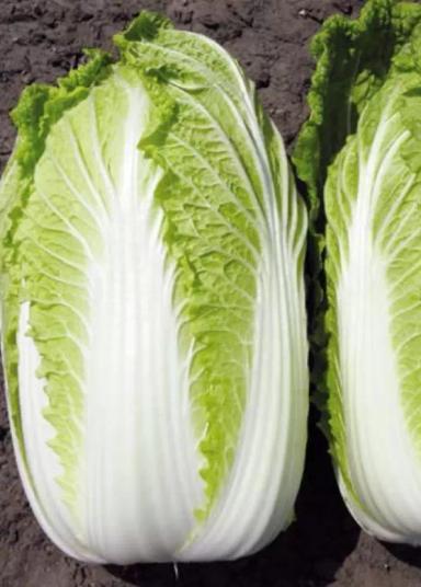 Кисеки F1 (KISEKI)