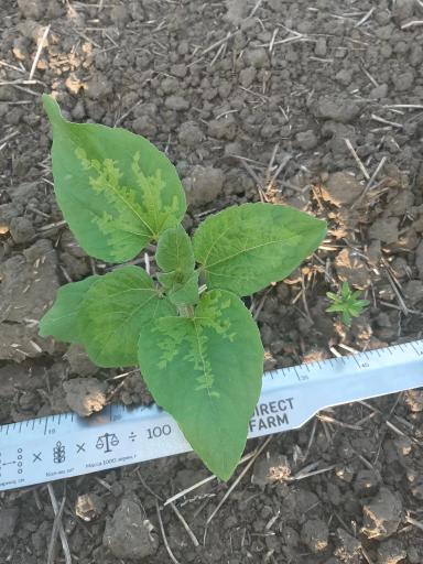 Агромониторинг 