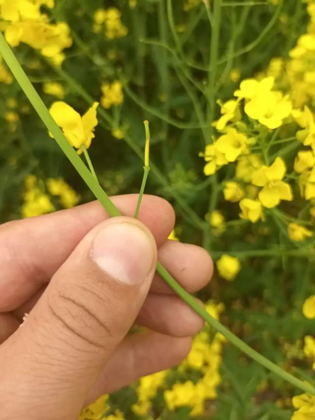 Вопросы из чатов: что с рапсом?