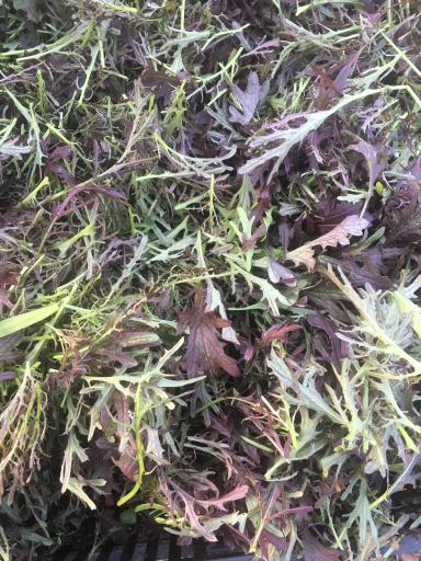 Листовая зелень « от прекрасного до полезного»