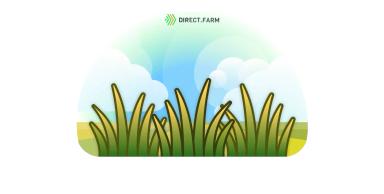 Повреждение листьев озимой  пшеницы в зимний период