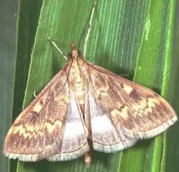 Угроза: Стеблевой кукурузный мотылек