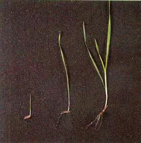 Лисохвост полевой (мышехвостиковидный)