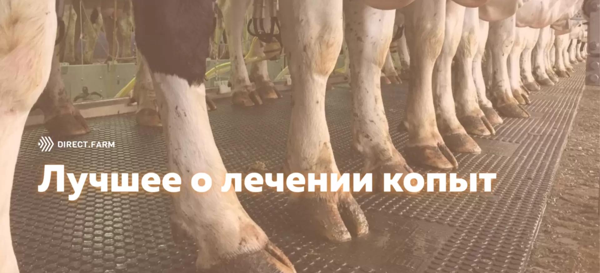 Подборка материалов о лечении и профилактике болезней копыт