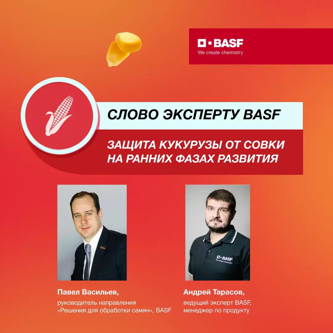 Защита кукурузы от совки на ранних фазах развития