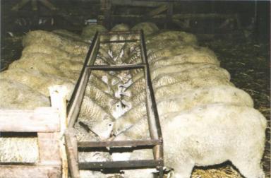 Дюдэ – Овцеводство. Гл. 15-2. Стойловое выращивание ягнят