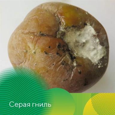 Профилактика гнилей яблок при хранении
