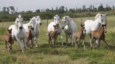 Камаргская порода лошадей (камаргу)