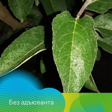 Адъювант Полифем® в садах