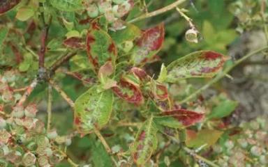 Вирус шока голубики (BlShV)