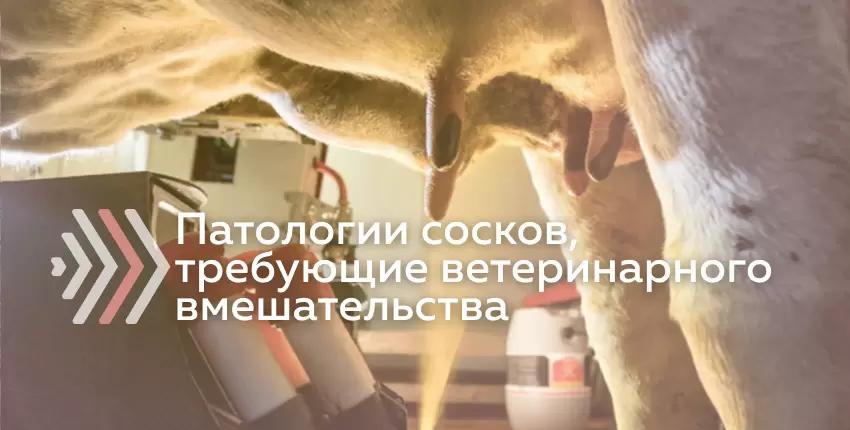6 распространенных ветеринарных манипуляций на сосках коровы