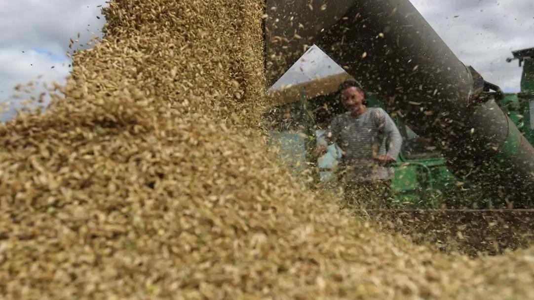 Рост цен на российскую пшеницу возобновится в ближайшее время - эксперты