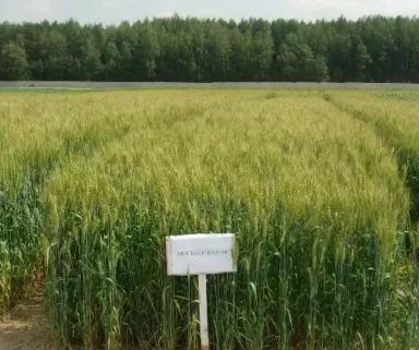 Московская 56