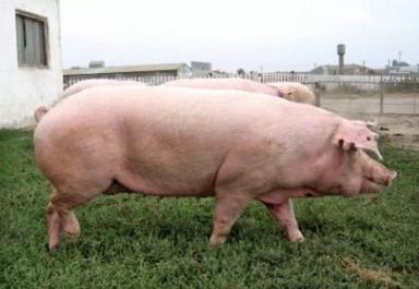 Семиреченская порода свиней