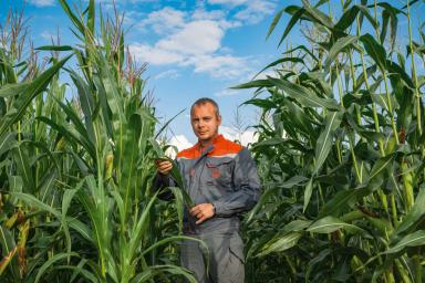 Фазы развития кукурузы. Внимание к деталям