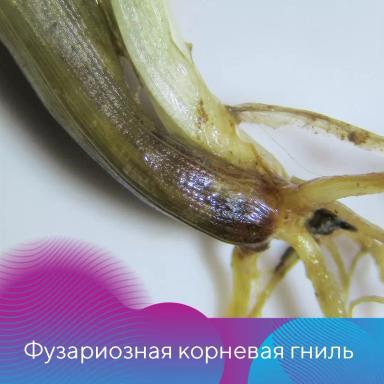 Меры борьбы с корневыми и прикорневыми гнилями на зерновых