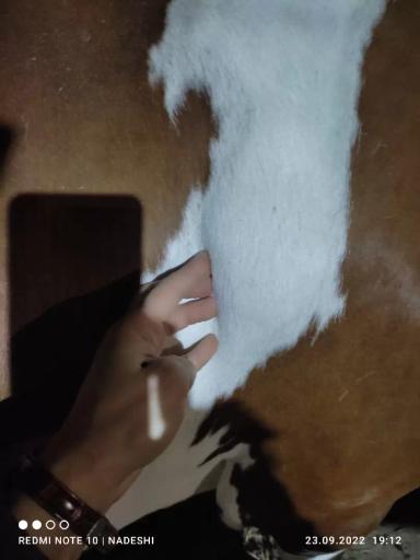 Вопросы из чатов: почему у коровы появилась шишка в области плечевой кости? 