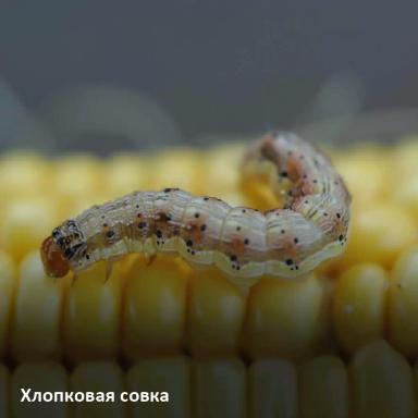 Основные вредители кукурузы: признаки поражения и методы защиты