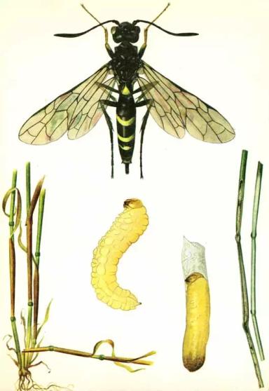 Обыкновенный хлебный пилильщик