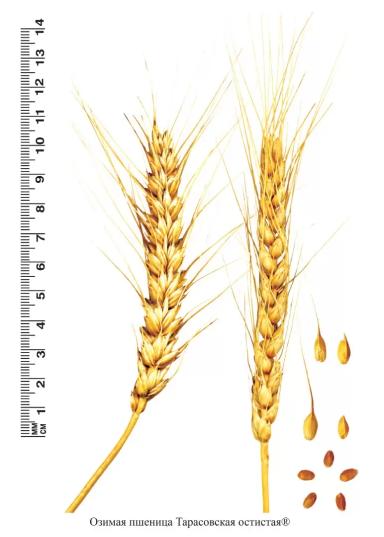 Тарасовская остистая сорт озимой пшеницы