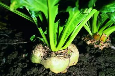 Наркос - гибрид свеклы сахарной (Beta vulgaris L. ssp. vulgaris var. saccharifera Alef.).