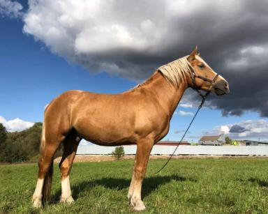 Белорусская упряжная порода лошадей 