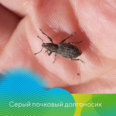 Обработки садов в ЦЧР