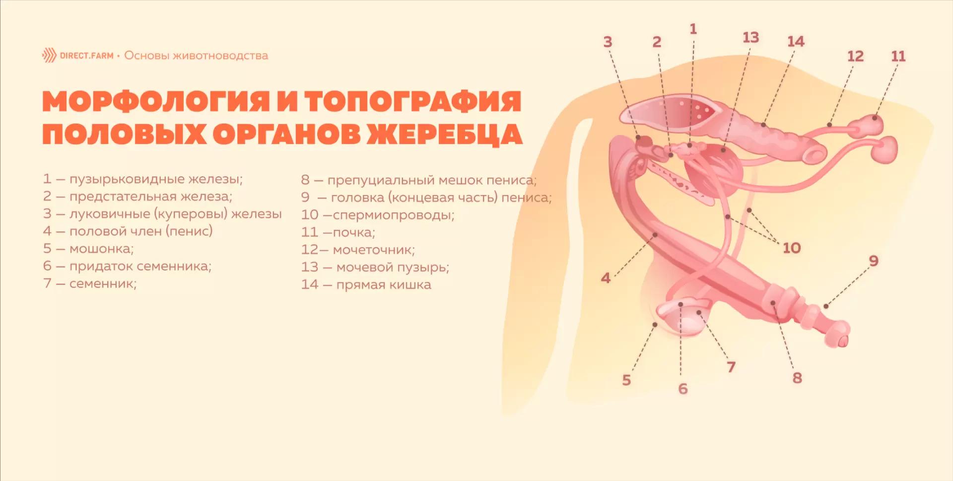 Морфология и топография репродуктивных органов жеребца