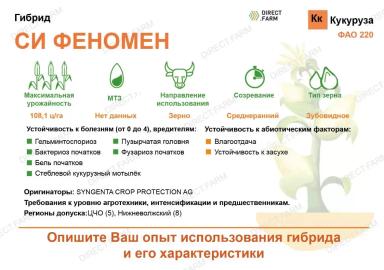 СИ Феномен - гибрид кукурузы ( Zea mays L.).