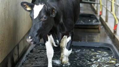 Потерял 10% удоев? Виноваты не коровы, а устаревшая система обработки копыт.