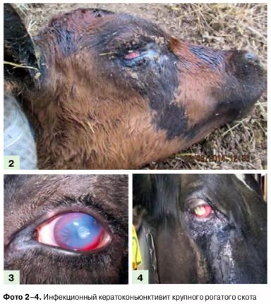 Методы борьбы с вредоносными насекомыми на животноводческих комплексах