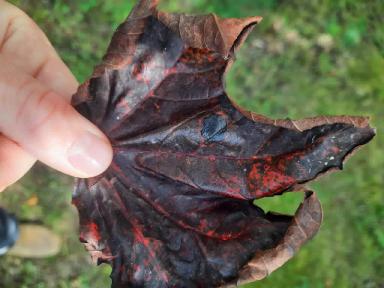 Типичные заболевания клёна остролистного "Royal Red" или Беда не приходит одна