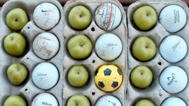 Прогнозирование горькой ямчатости