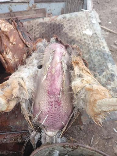 Вопросы из чатов: почему гибнет птица?