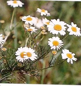 Пупавка полевая