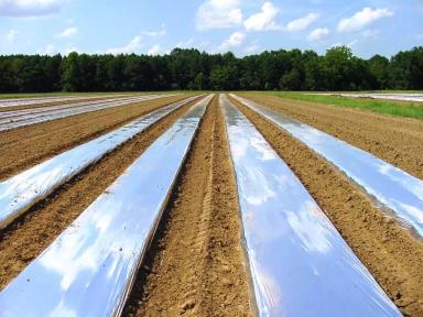 ВЫ СЛЫШАЛИ ПРО КОРИЧНЕВУЮ МУЛЬЧУ?