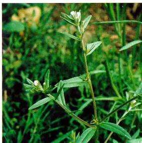 Воробейник полевой