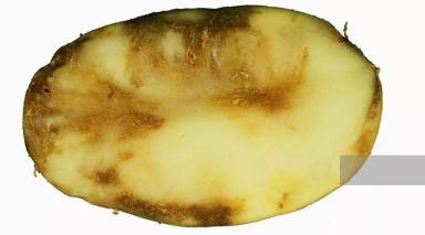 Фитофтороз картофеля