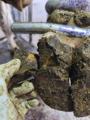 Кормление для здоровья копытец.