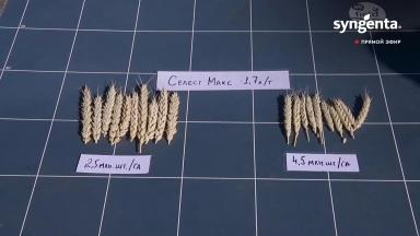 Норма высева озимой пшеницы (эксперимент)