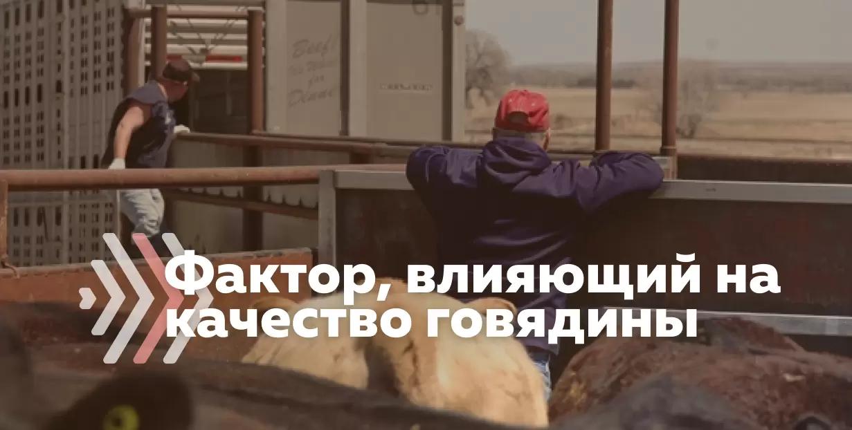 Кровоизлияния на говядине. Как фермеру предотвратить проблему?