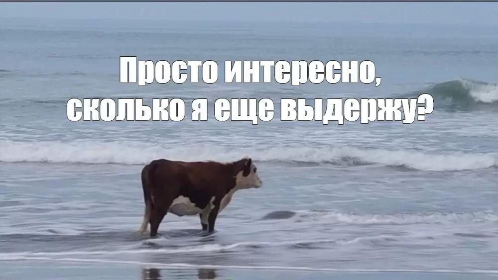 Зоозащитники просят Минсельхоз изменить правила убоя животных