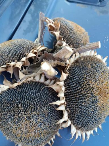 ЕС Генезис (ES GENESIS)