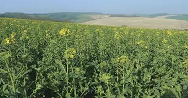 СИ Харнас (SY HARNAS)