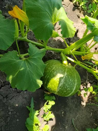 Органическая 🎃