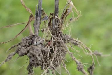 Офиоболезная корневая гниль